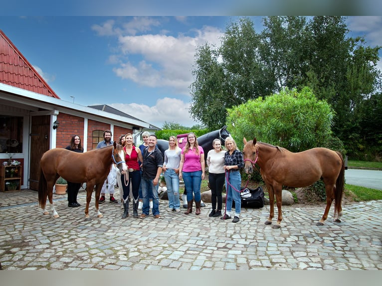 Westernshop in Koberg Norddeutschland Sattelshop