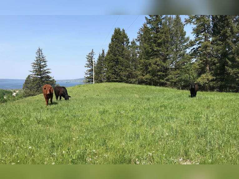 32 ha Hilltop-Ranch. Familien- u. Pferde-Paradies in grandioser Lage. Kanada- British Columbia.