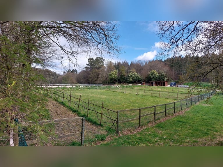 Anwesen mit Haus und privater Reitanlage