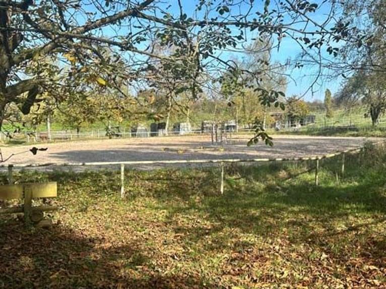 Baden Württemberg, Landkreis Heilbronn - Reitanlage zu verkaufen!