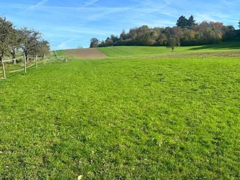 Baden Württemberg, Landkreis Heilbronn - Reitanlage zu verkaufen!