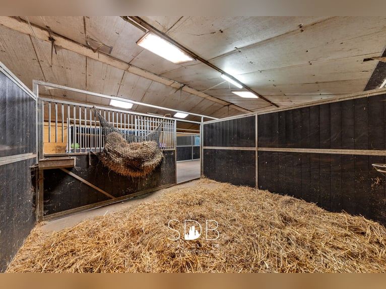 Boerderij met paardenfaciliteiten en graslanden op  14.490m² te Antwerpen | België