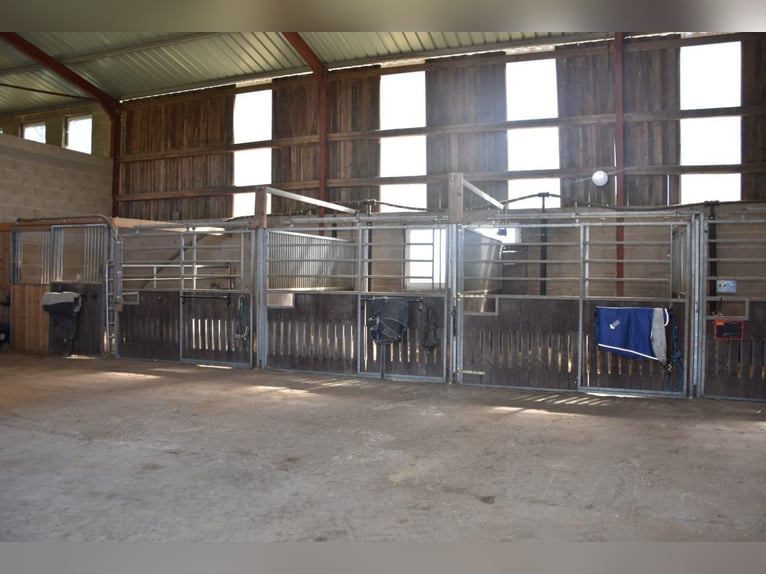 Der Traum vom eigenen Pferdehof – Wohnen, Reiten und Leben auf rund 7 ha in idyllischer Alleinlage