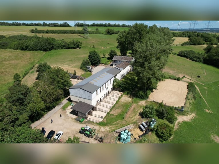 Der Traum vom eigenen Pferdehof – Wohnen, Reiten und Leben auf rund 7 ha in idyllischer Alleinlage