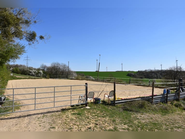 Der Traum vom eigenen Pferdehof – Wohnen, Reiten und Leben auf rund 7 ha in idyllischer Alleinlage