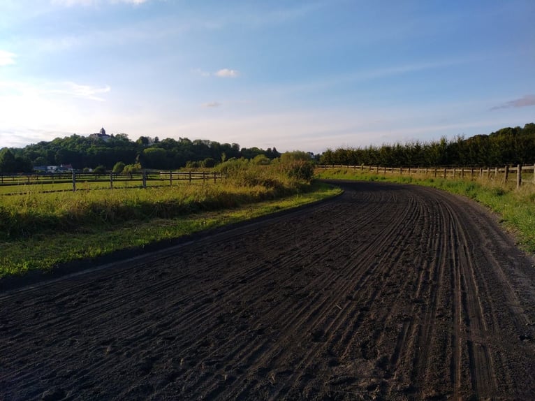 Ecurie d’entraînement de chevaux de course à fort potentiel !