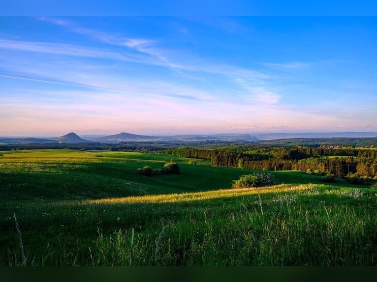 Einzigartig! Gutshof mit Reitanlage und Eigenjagd (fast 90 ha) V13695 Einzigartig! Gutshof mit Reitanlage und Eigenjagd (fast 90 ha) V13695
