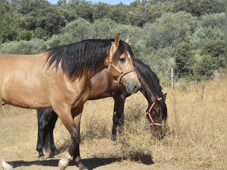 establo en (semi) libertad, garantizamos caballos felices