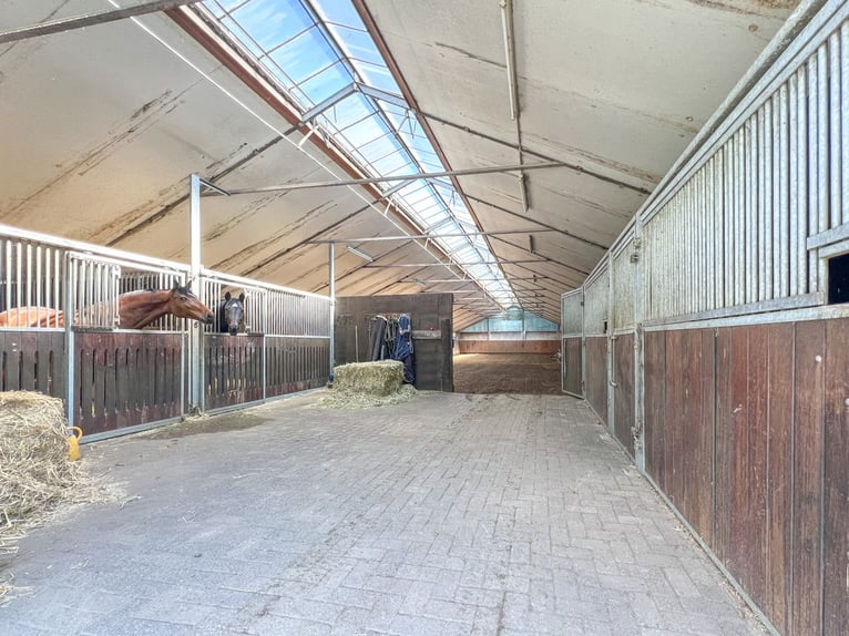 Exklusiv und zentral: Reetdachhaus mit privater Reitanlage