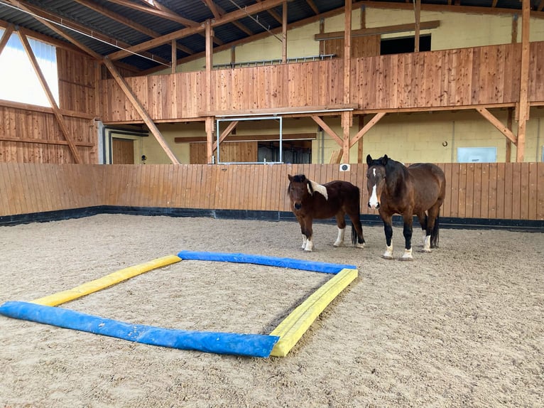 Exklusive Reitanlage mit Reithalle & vielseitigen Wohnmöglichkeiten in Hessen