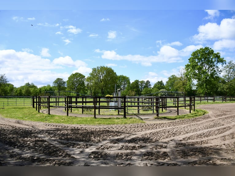 Exklusive Reitanlage zur Pacht: Perfekte Anbindung & idyllische Lage im Grünen - Bremen-Borgfeld