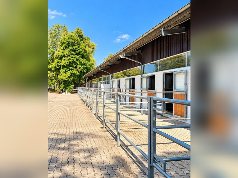 Exklusive Reitsportanlage mit Klinik & Pferde-Rehabereich bei Stuttgart