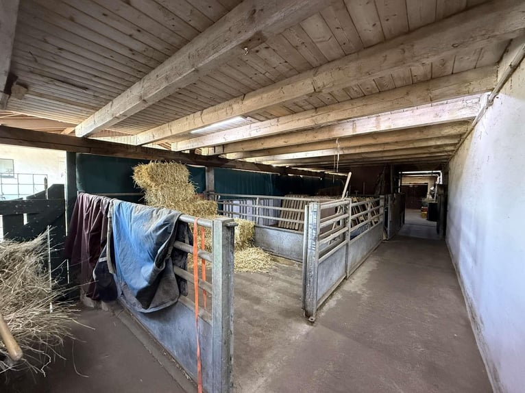 Exklusiver Pferdehof mit Reitanlage & Mehrfamilienhaus – Rendite und Lebensqualität vereint