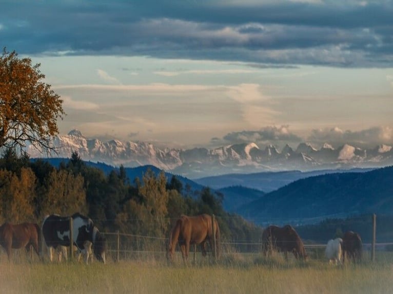 Exklusives Reiteranwesen mit Alpenpanorama – Pferdeparadies mit Perspektive V13084