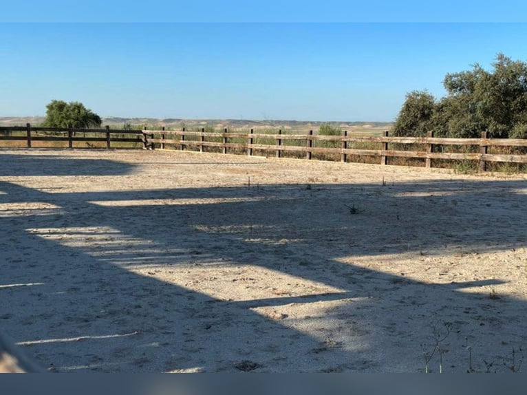 Finca des Traumhaften Landguts mit über 90 Hektar in der Nähe von Sevilla