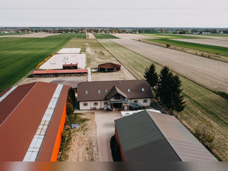 Funktionierende Reitschule in der Nähe von Lublin