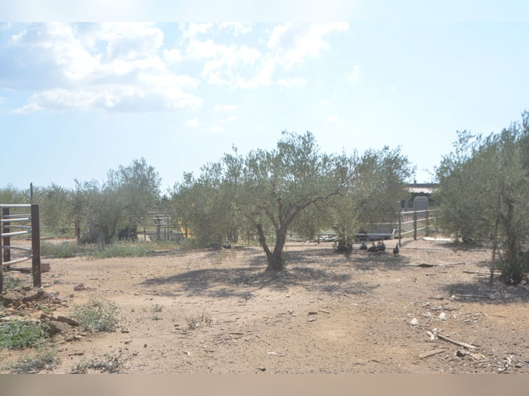 Große Finca in der Nähe Sevilla