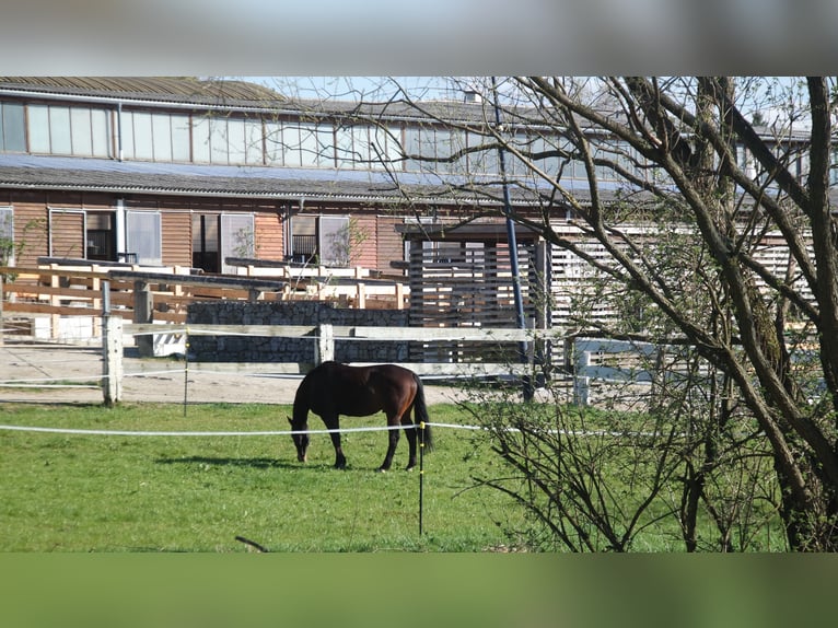 Grosse Reitanlage bei Dresden, 50 - 70 Einstellplätze, 2 Hallen, Dressur-und Springplatz usw