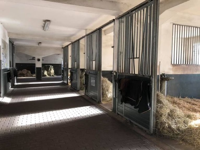 Idyllisch gelegene Reitanlage/Pferdepensionsstall in 18276 Hägerfelde zu verpachten