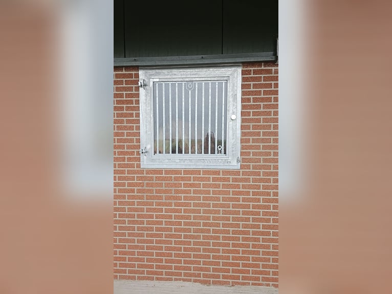 Innen und außen Stall. 