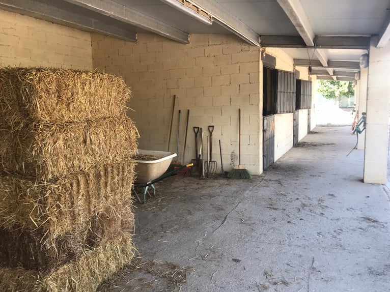 INSTALACIONES HÍPCAS EN LA FAMOSA ZONA DEL MATARRAÑA ESTATE WITH EQUESTRIAN FACILITIES IN MATARRAÑA