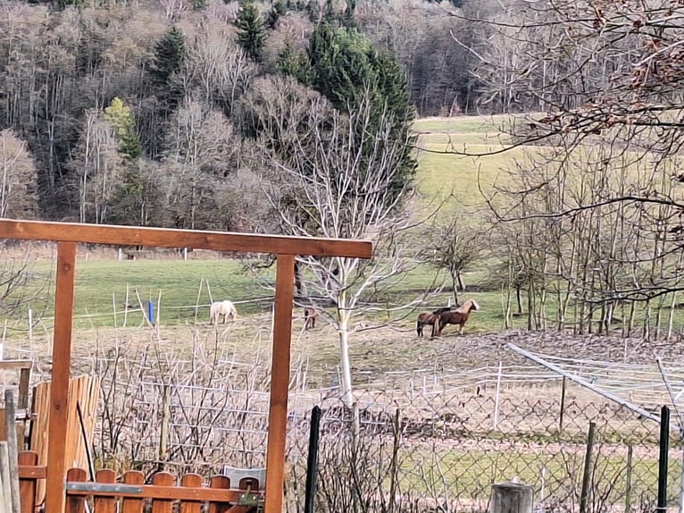 Kleiner Pferdehof in der Nähe vom Bodensee zu verk.
