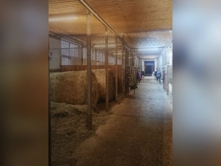 KOMMERZIELLE REITANLAGE IM NORDSCHWARZWALD