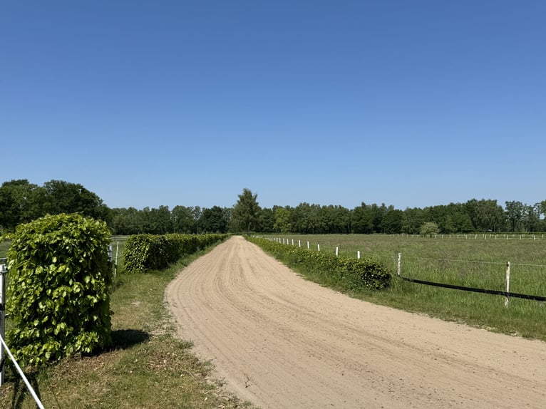 Kompakte Reitsportanlage im Herzen von Ostwestfalen-Lippe