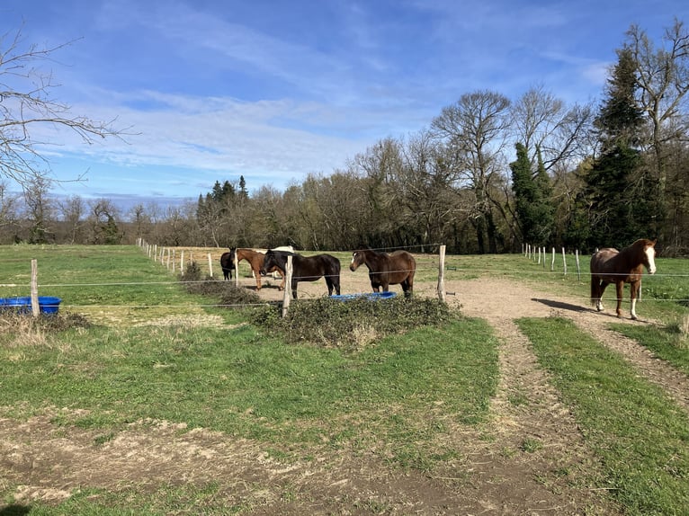 Komplett einsatzbereiter Reitstall!
