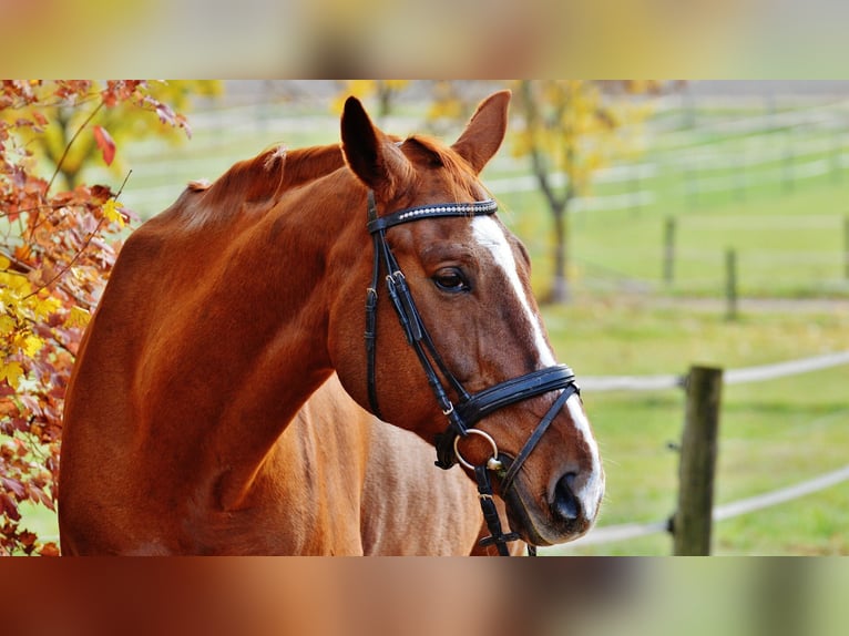 Komplett sanierte Reitanlage nördlich von Oberhausen zu verkaufen