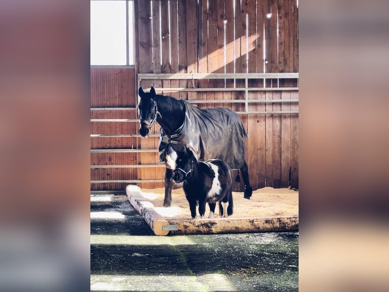 Kompletter Pferdestall 15 Paddock Boxen + 8 Offenstall Plätze + Halle + Dressur Platz Für 2000 € i.M