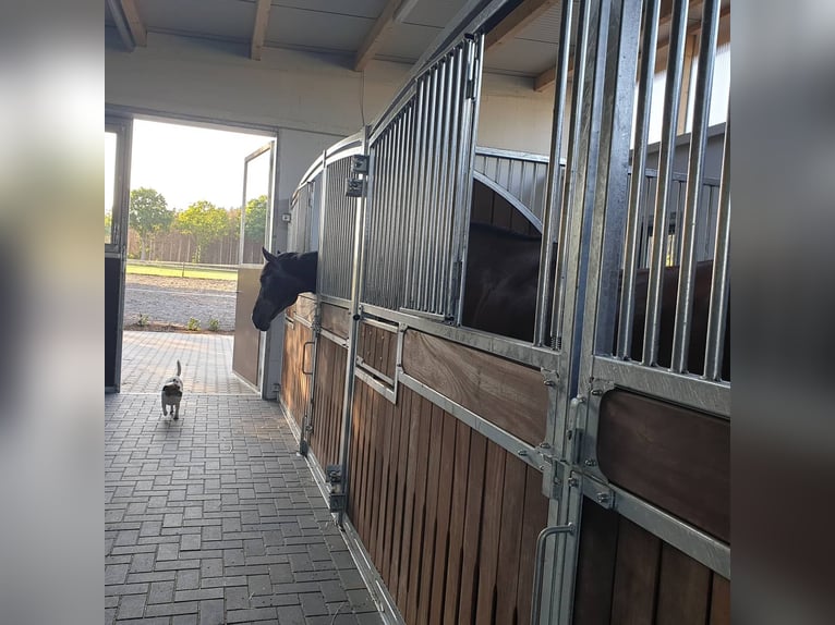 Kompletter Stalltrakt 8 Pferdeboxen zu verpachten 