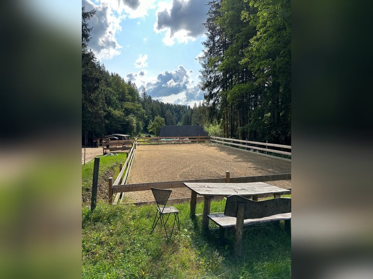 Landgut bei Birkfeld (Steiermark) - Pferdehaltung für bis zu 5 Pferde direkt am eigenen Zuhause