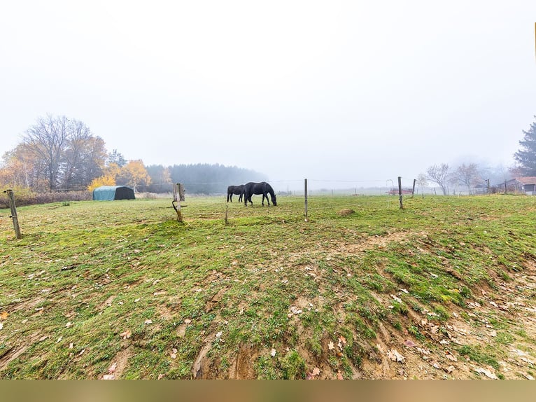 Landgut mit Pferdehaltung zu verkaufen
