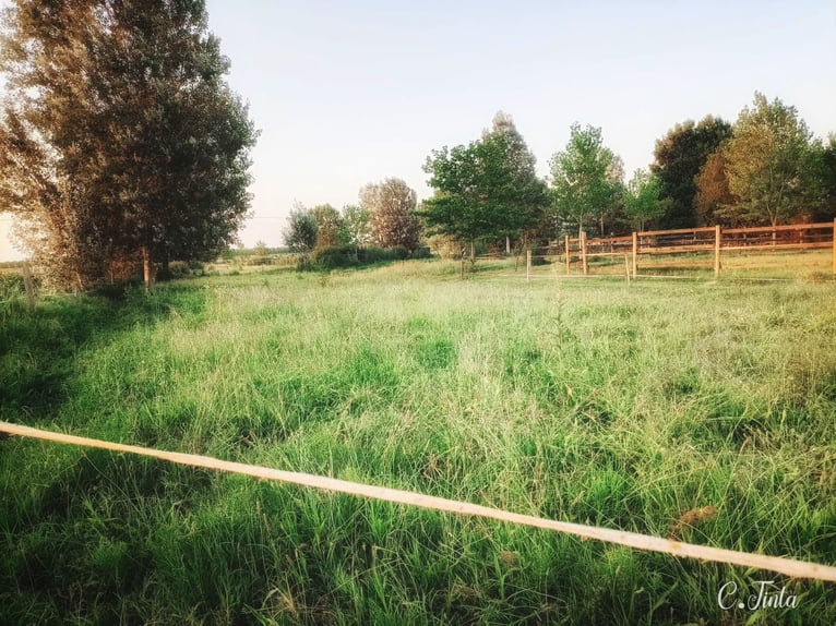 Lovely Equestrian property in Italy  