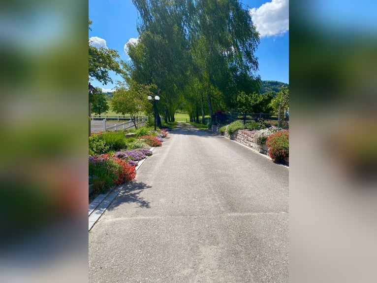 **Luxuriöses Pferdeanwesen in bester Lage** - Schweiz