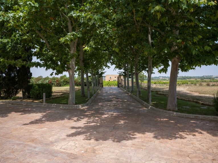 Mallorca - Finca mit Möglichkeit zur Pferdehaltung und tollem Ausreitgebiet