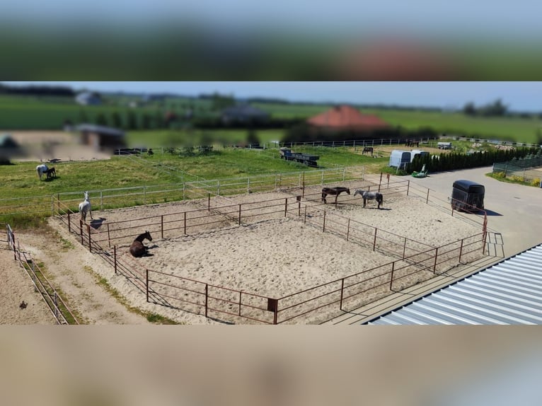 Moderne Reitanlage zu verkaufen