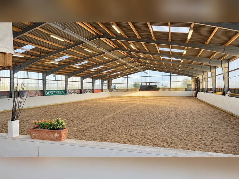 Modernes Reitanwesen auf 3,4 ha – Reithalle, 13 Boxen, Solekammer & 2 Reitplätze