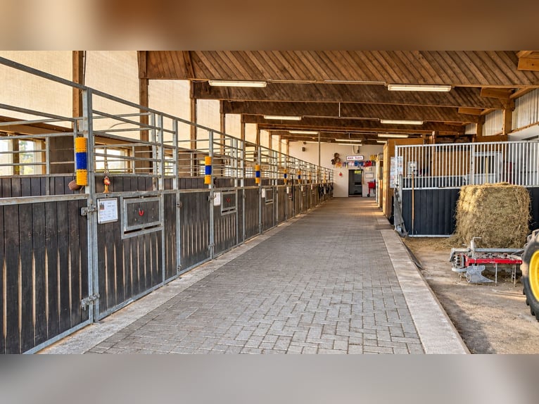 Modernes Reitanwesen auf 3,4 ha – Reithalle, 13 Boxen, Solekammer & 2 Reitplätze