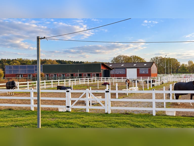 Modernes Reitanwesen auf 3,4 ha – Reithalle, 13 Boxen, Solekammer & 2 Reitplätze