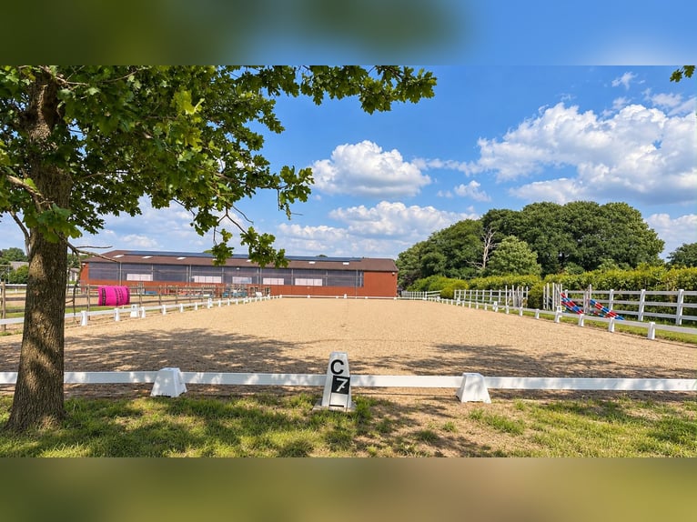 Modernes Reitanwesen auf 3,4 ha – Reithalle, 13 Boxen, Solekammer & 2 Reitplätze