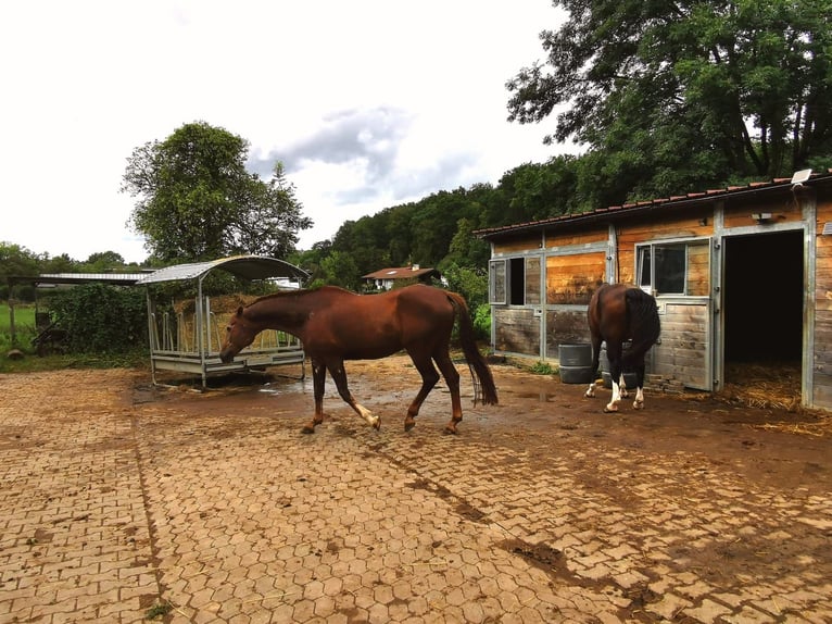 Pferdeboxen, Sattelkammer, Paddock und Weide  