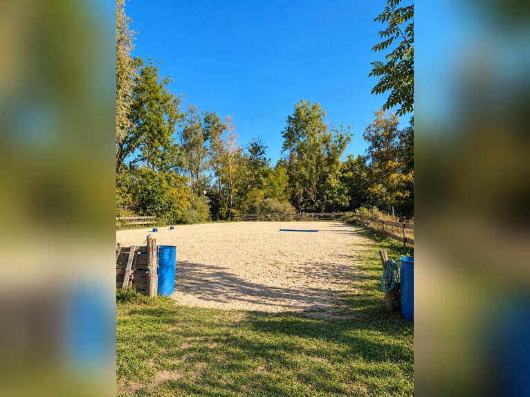 Pferdehaltung auf ca. 1,7 ha Eigenland vor den Toren Münchens