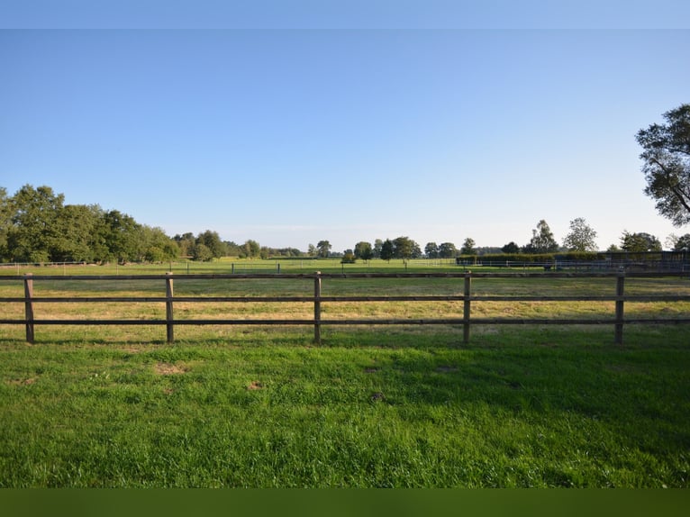 Pferdehof auf 5,7 ha! Traumhaftes Anwesen mit Reetdachhaus, Gästehaus & Stall i.d. Lüneburger Heide