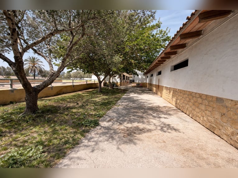Pferdehof in La Marina, Alicante, in der Nähe von (Met)