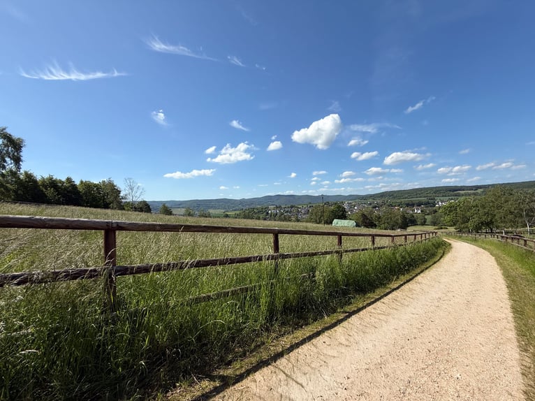Private Reitanlage mit Panoramaweitblick vor den Toren von Bonn und Koblenz!