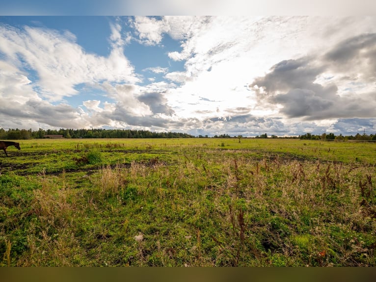 Privates schlüsselfertiges Reitanwesen in der Nähe von Tallinn – 26,5 ha Land, Stall, Pferde und Aus