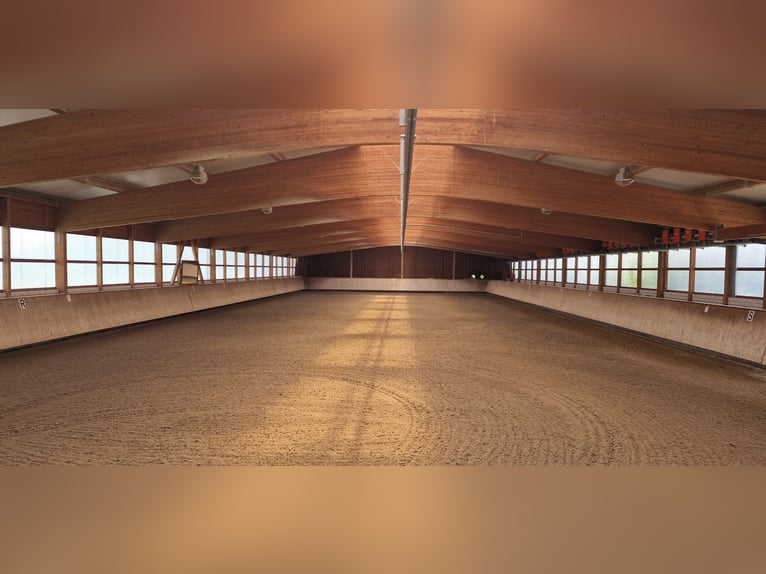 Professionelle Reitanlage für den großen Sport Rhein-Neckar-Metropolregion V1757