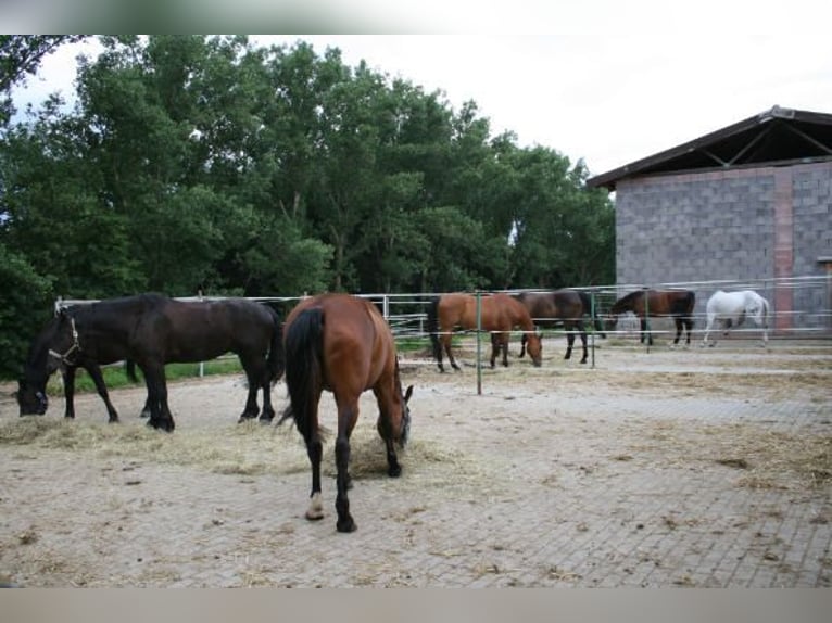 Provisionsfrei: Namhafte Reitanlage mit 2 Reithallen, Reitplatz und 514 kWp Photovoltaik-Anlage